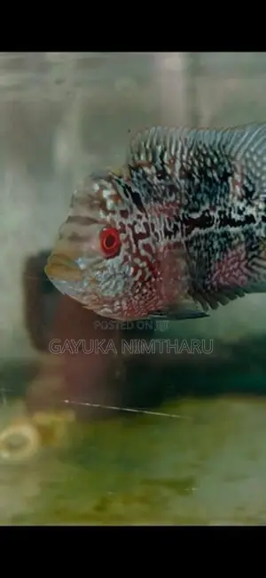 Flowerhorn Fish