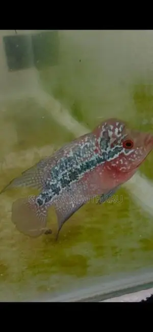 Flowerhorn Fish