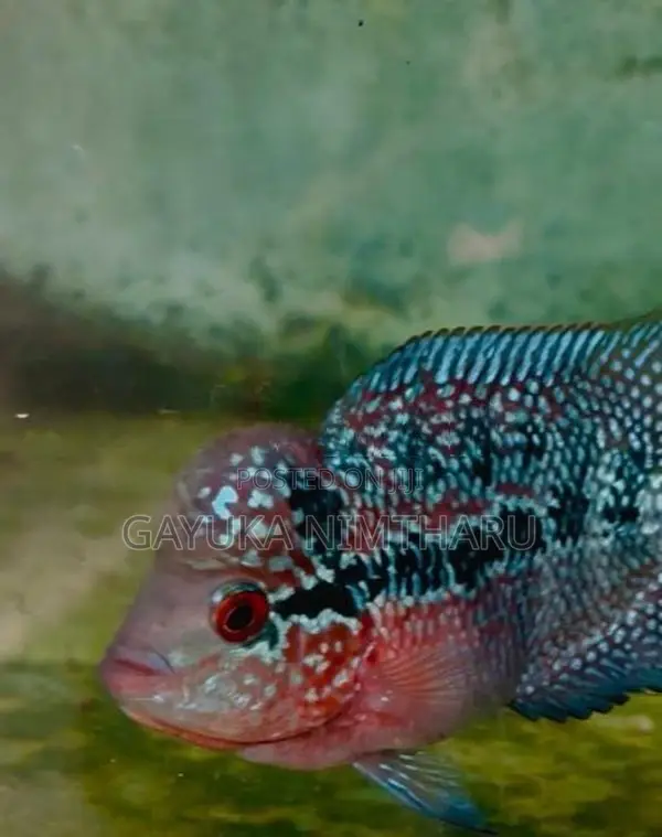 Flowerhorn Fish