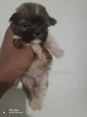 Shih Tzu Puppies