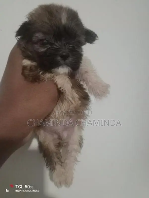 Shih Tzu Puppies