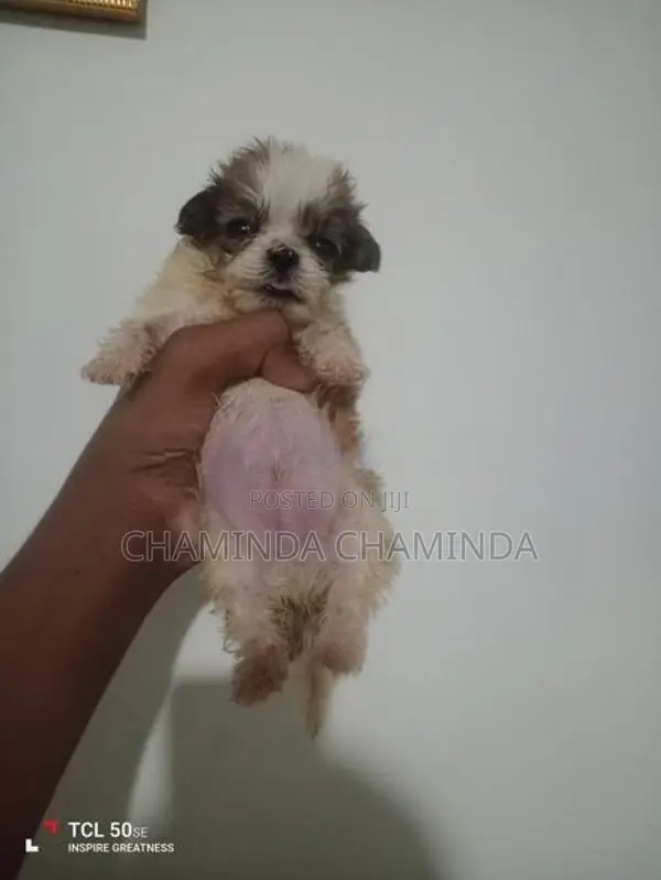 Shih Tzu Puppies