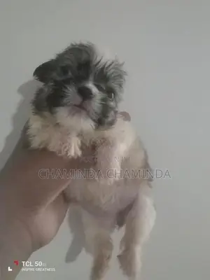 Shih Tzu Puppies