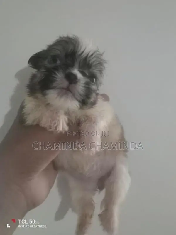 Shih Tzu Puppies