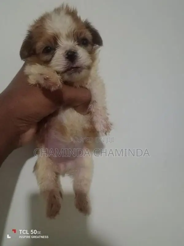 Shih Tzu Puppies