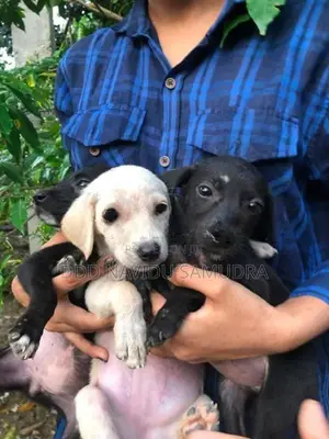 Labrador Mixed Puppies