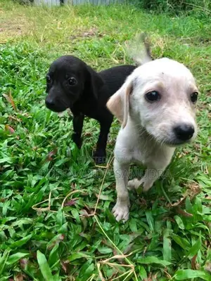 Labrador Mixed Puppies
