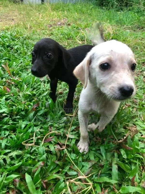Labrador Mixed Puppies
