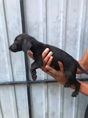 Labrador Mixed Puppies