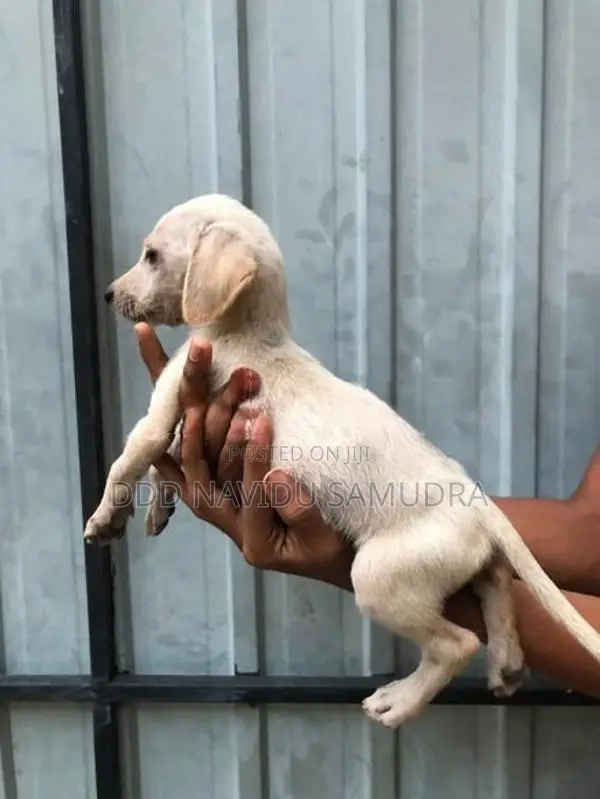 Labrador Mixed Puppies