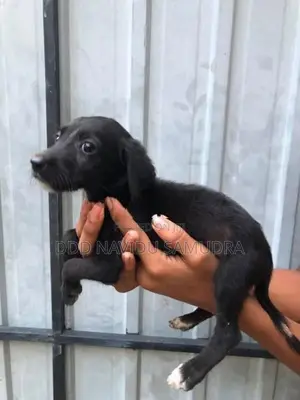Labrador Mixed Puppies