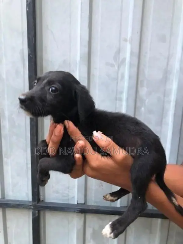 Labrador Mixed Puppies