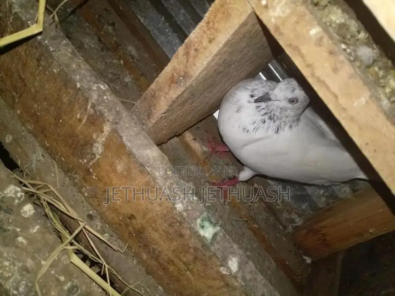 Pigeons