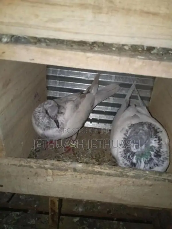 Pigeons