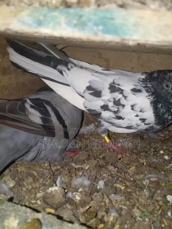 Pigeons