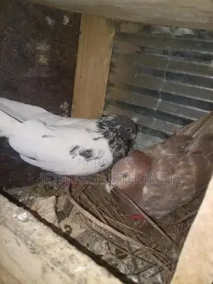Pigeons
