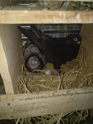 Pigeons