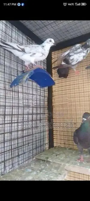 Pigeons