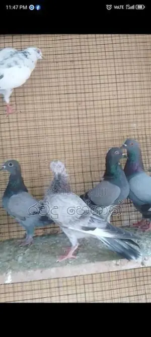 Pigeons