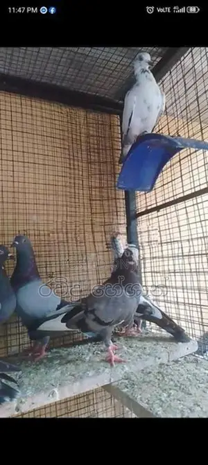 Pigeons