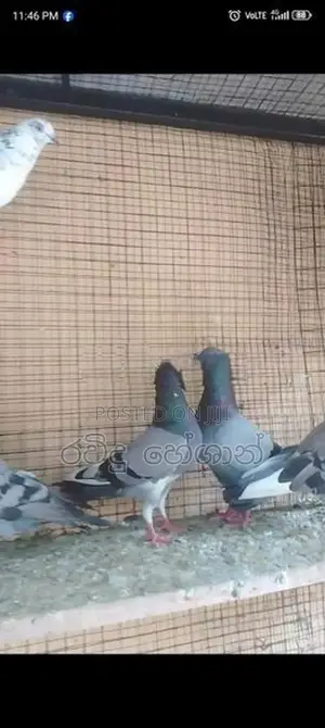 Pigeons