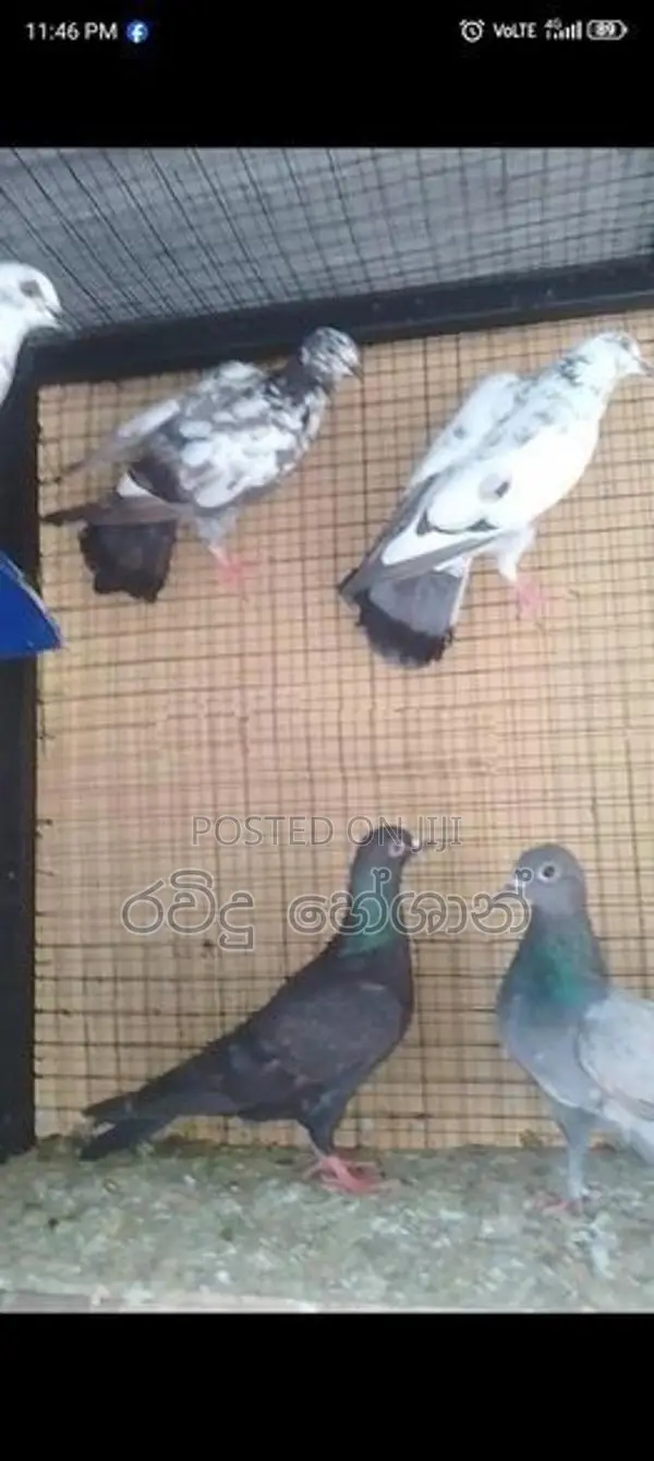 Pigeons