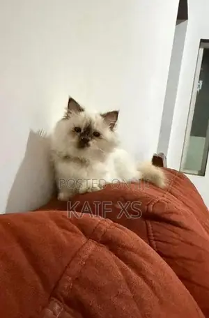 Himalayan Kittens