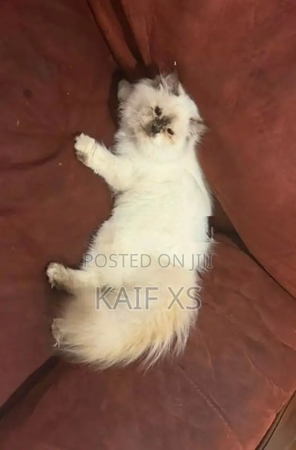 Himalayan Kittens