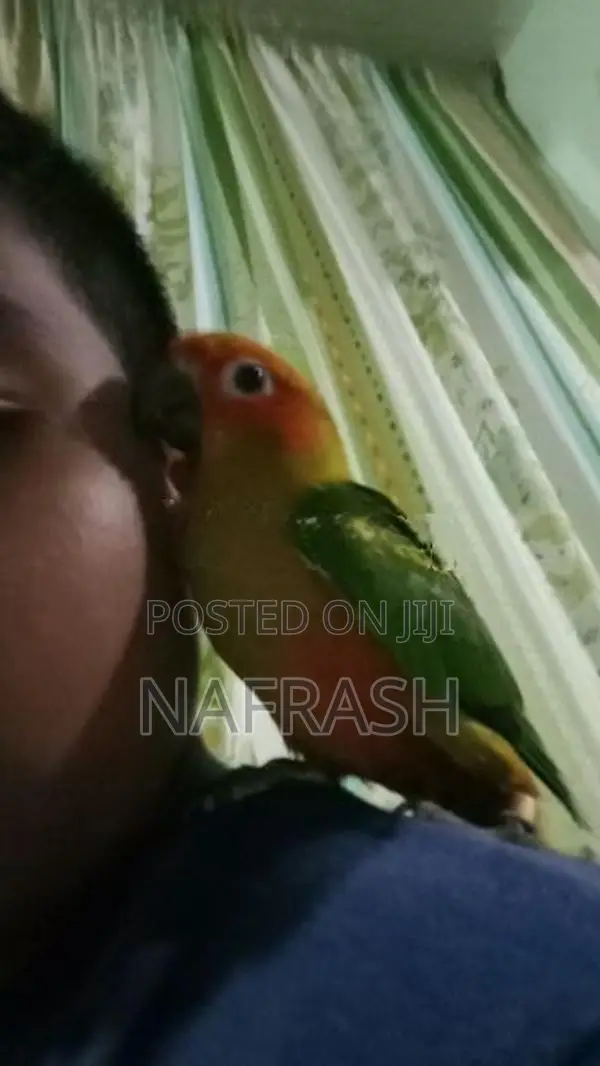 Sun Conure