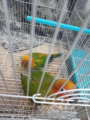 Sun Conure