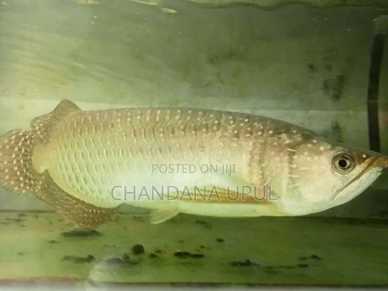 Arawona Fish