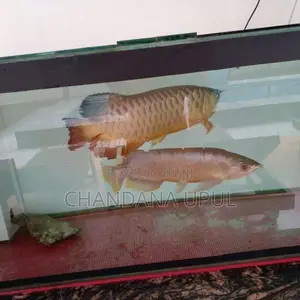 Arawona Fish