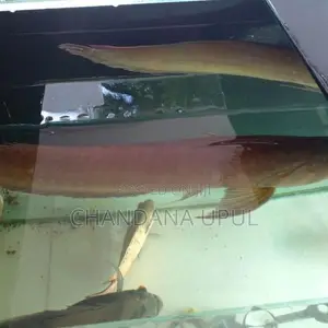 Arawona Fish
