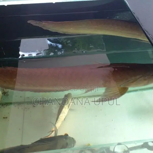 Arawona Fish