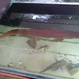 Arawona Fish