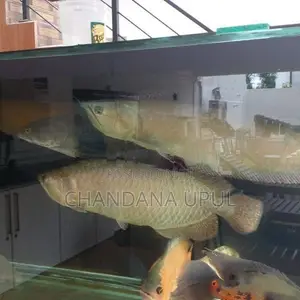 Arawona Fish