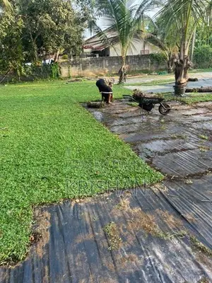 malaysian grass