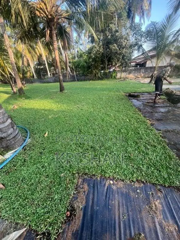 malaysian grass