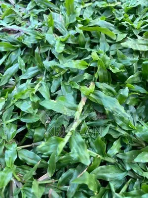 malaysian grass