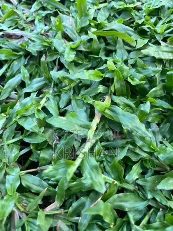 malaysian grass