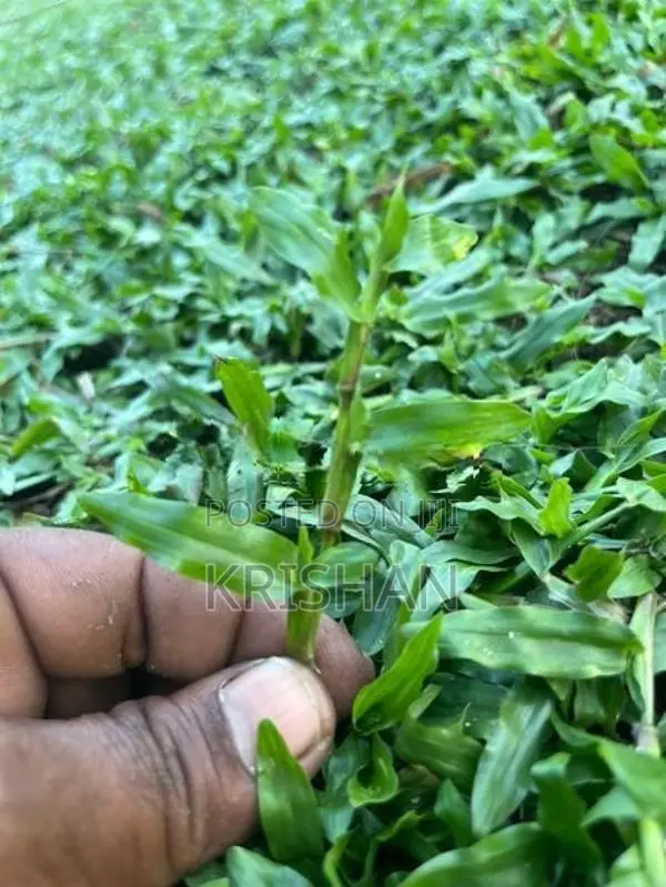 malaysian grass