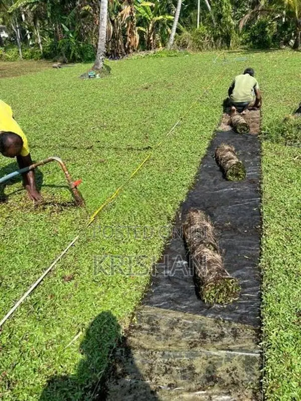 malaysian grass