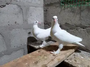 Pigeons