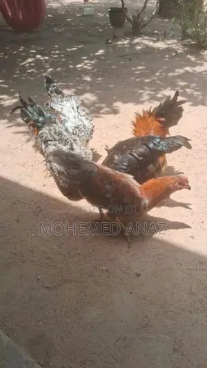 Roosters With Hens