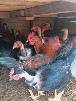 Roosters With Hens