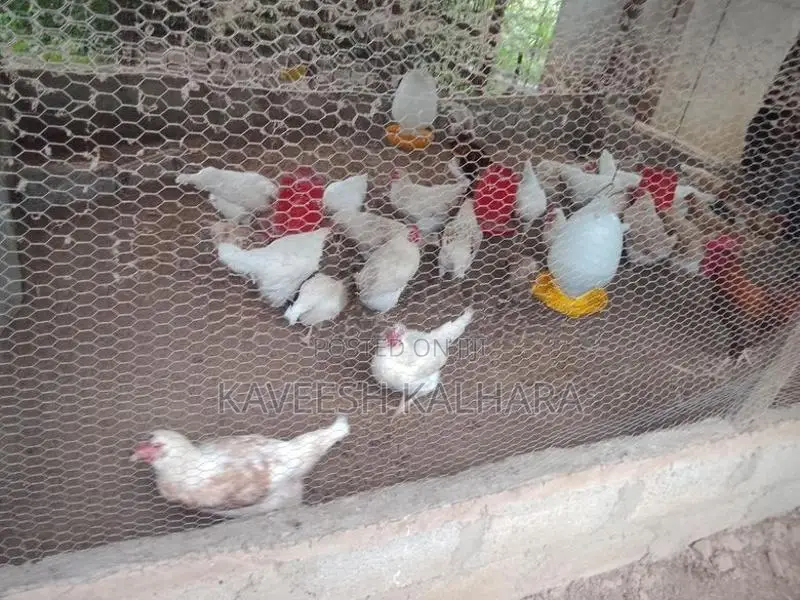 biththara damana rathu kikiliyan