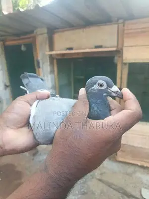 pigeon