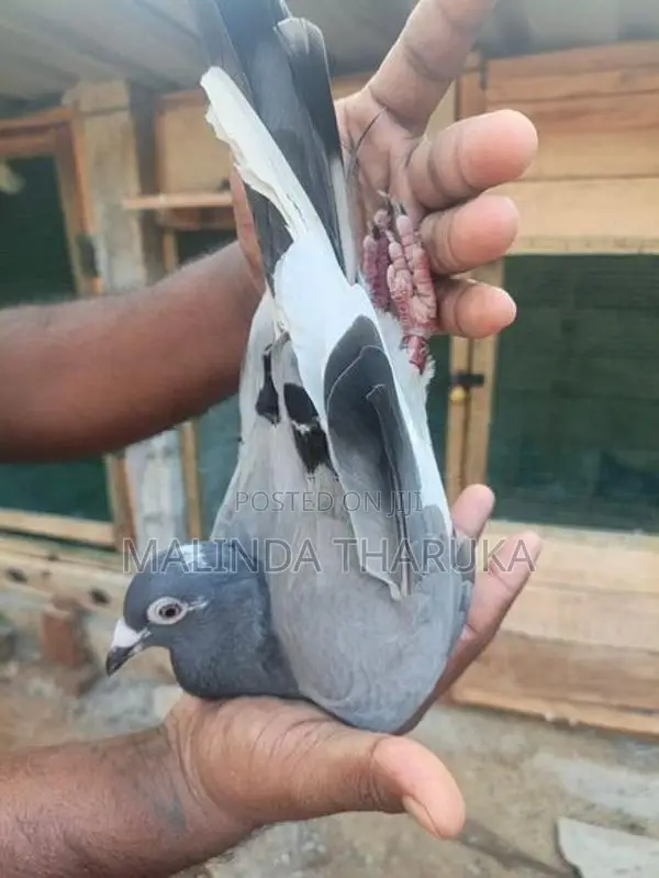 pigeon