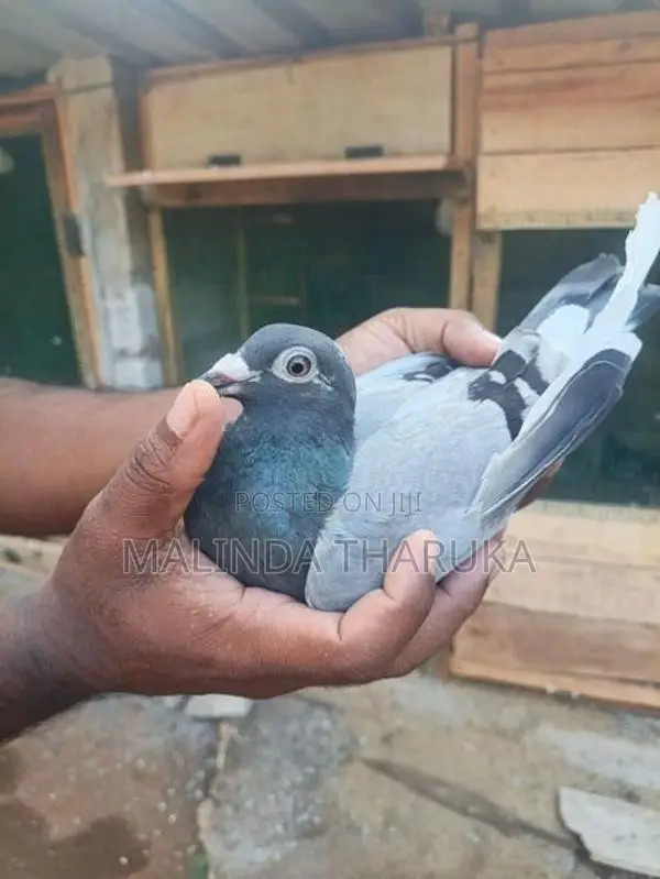 pigeon