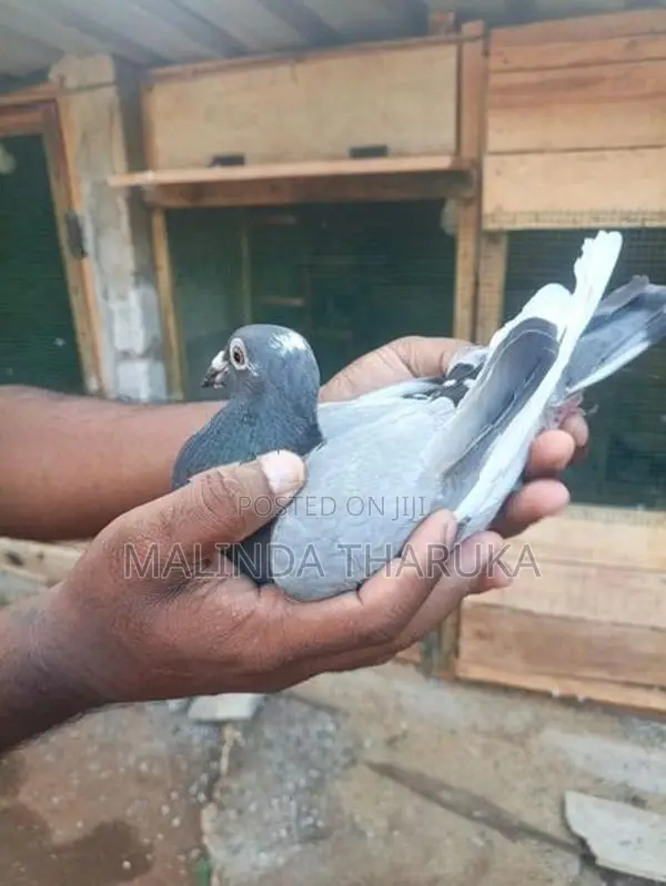 pigeon